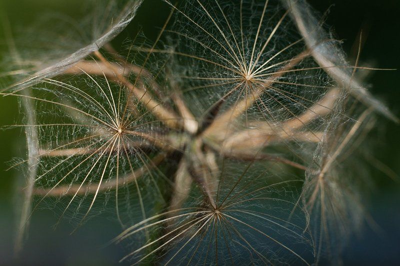 пушинки Жить-умереть-возродиться..photo preview