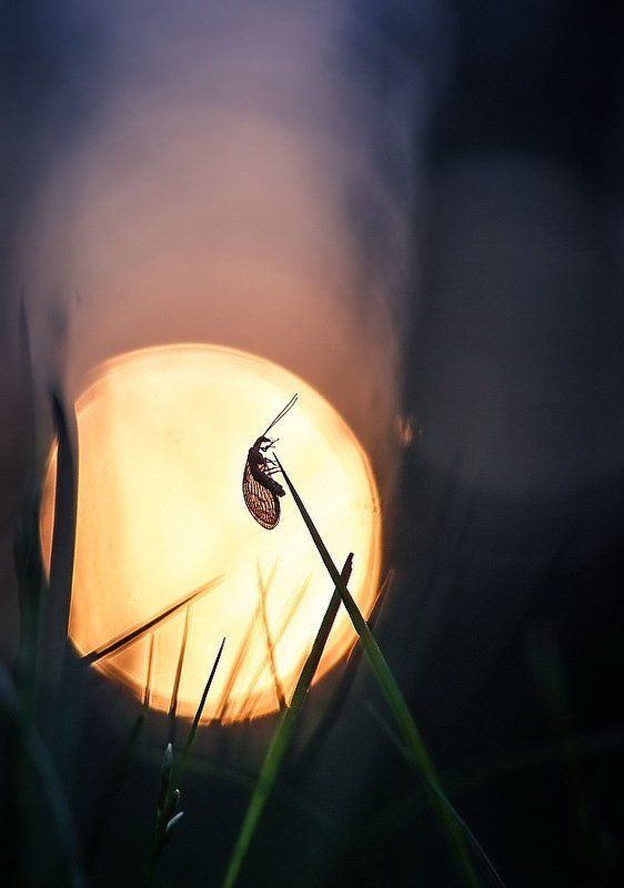 Мадам Баттерфляйphoto preview