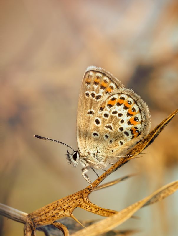 В золотых тонахphoto preview