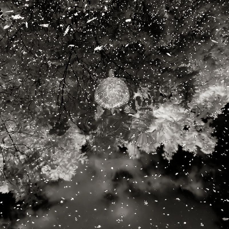 инфракрасный ***photo preview