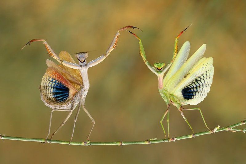 Dancer, North cyprus, Praying mantis, Smiling Show Timephoto preview