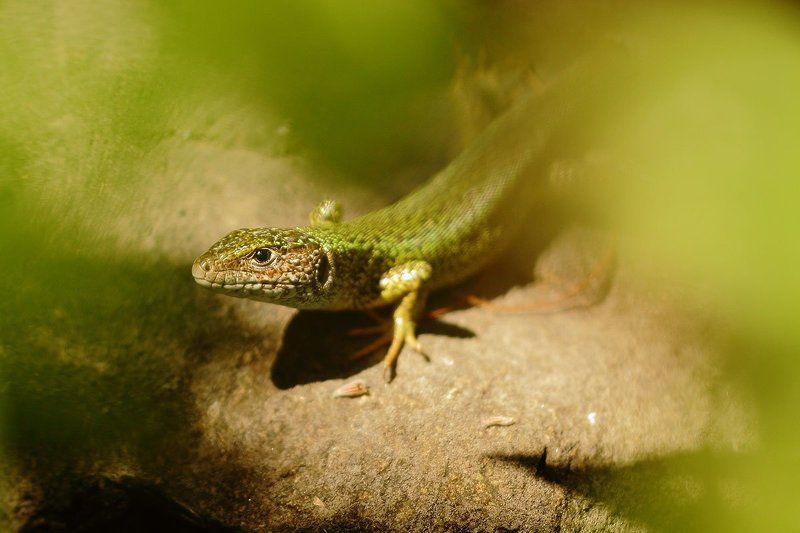 Ящерица зеленаяphoto preview