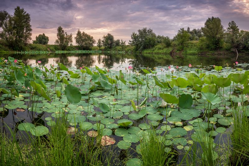 Волгоград, Волжский, Лотос, Лотосы, Озеро Лотосыphoto preview