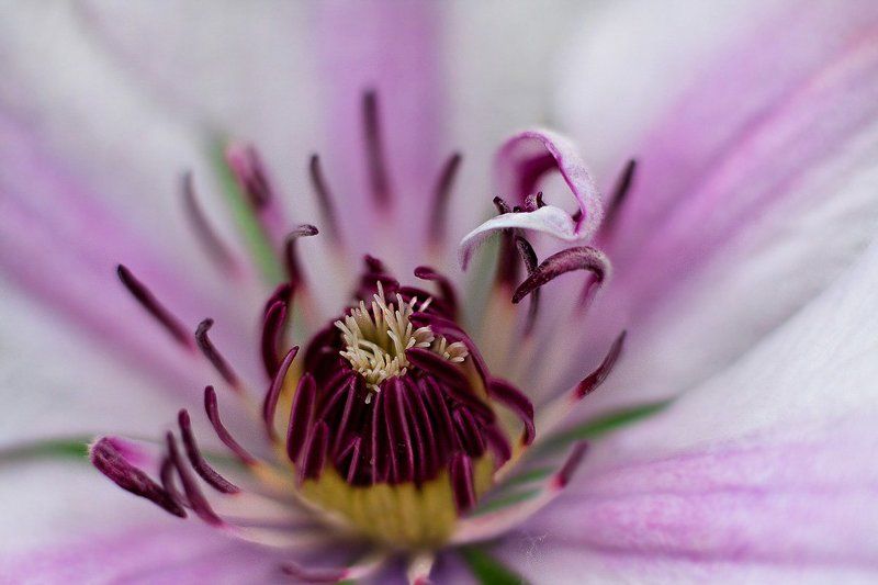 цветы Безмолвие цветов..photo preview