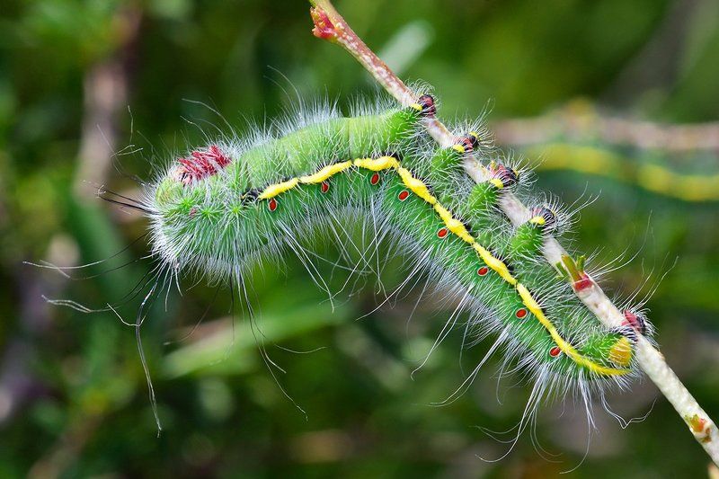 macro. close-up, nature Caterpillarphoto preview