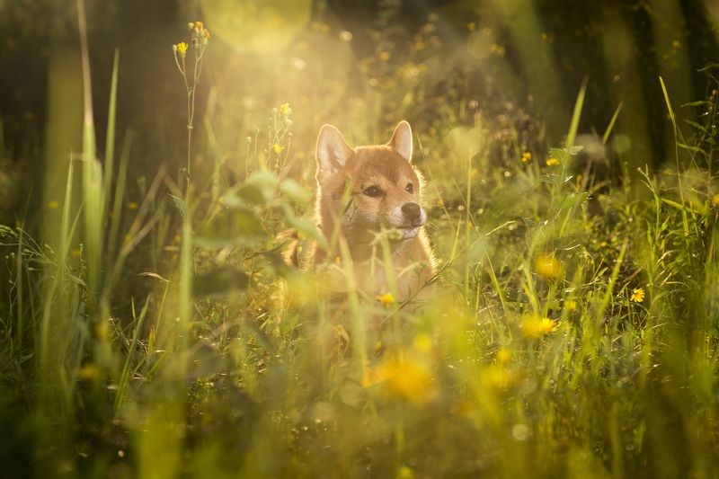 Природа, Сиба-ину, Собака, Щенок Я буду любить тебя...photo preview