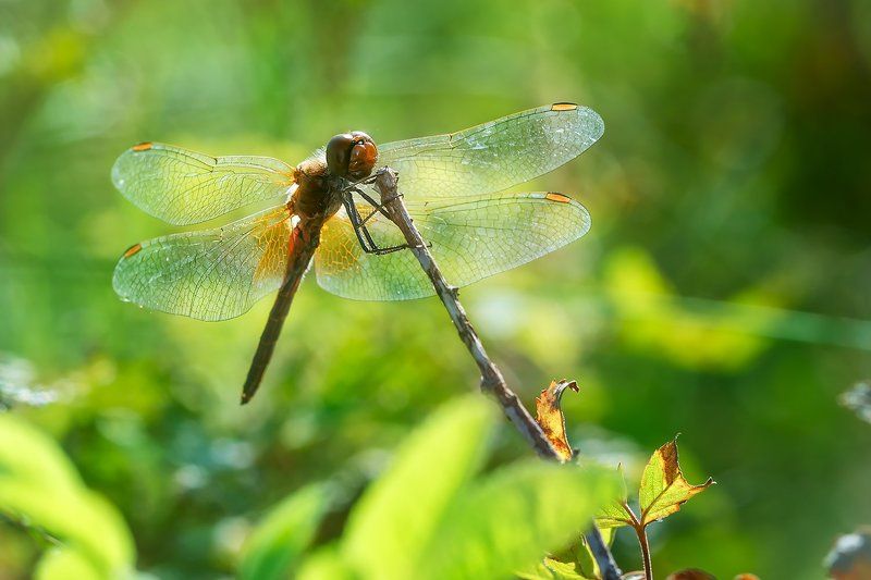 Солнечным днемphoto preview