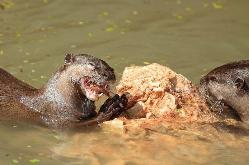 Animals, Otter, Выдра, Животные Нашёл что-то вкусненькое?photo preview