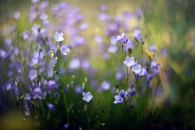 Время колокольчиковphoto preview