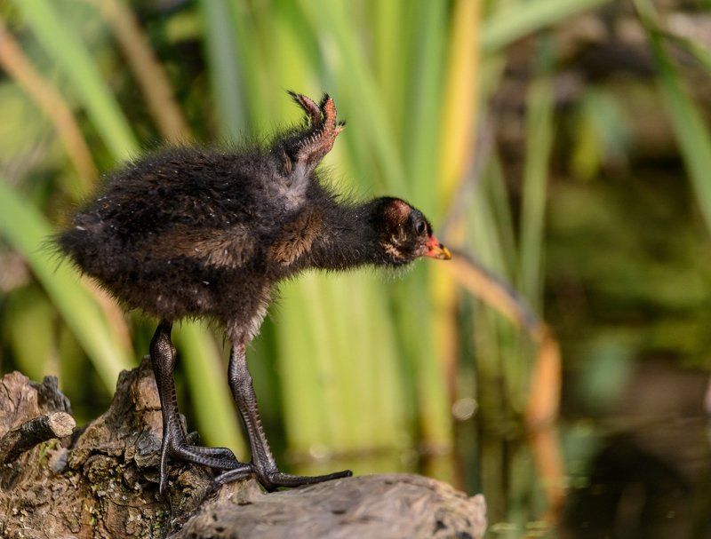 Сибирь, Кемерово, Камышница, Лето, Июль, птенец Проба пераphoto preview
