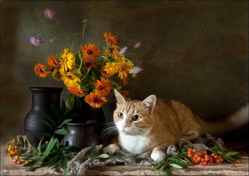 Август, Календула, Натюркотики, Оранжевый цвет, Рыжая кошка, Рябины Накануне рыжей осениphoto preview