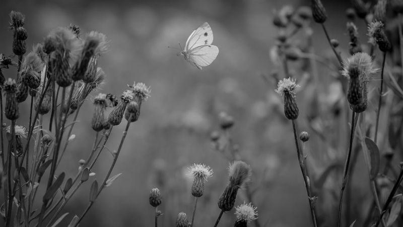 В полёте.photo preview