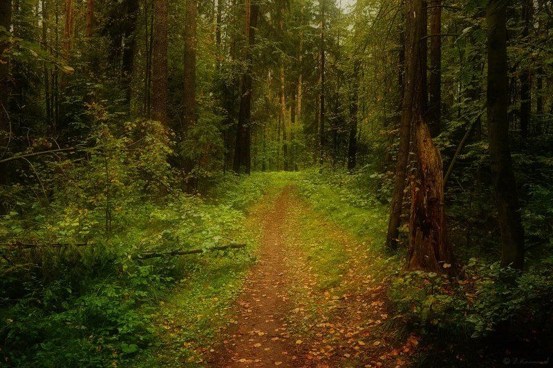 Лес, Лето, Природа, Тропа Там на неведомых дорожках... фото превью