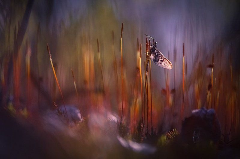 Другой мирphoto preview