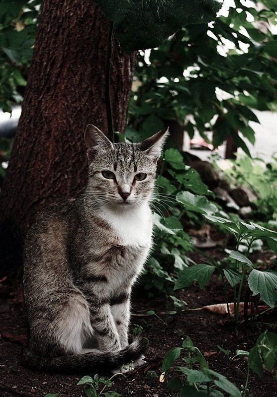 - фото превью