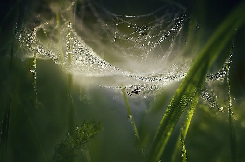 паутинки,роса ..заглянуть..photo preview