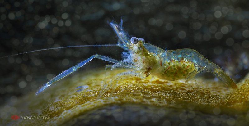 Duong Quoc Dinhphoto preview