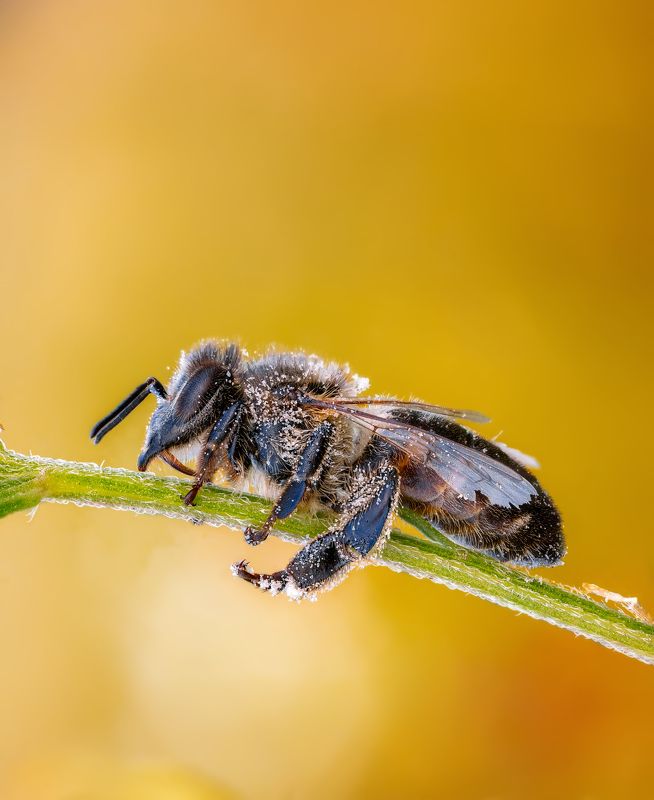 Сон без задних ногphoto preview