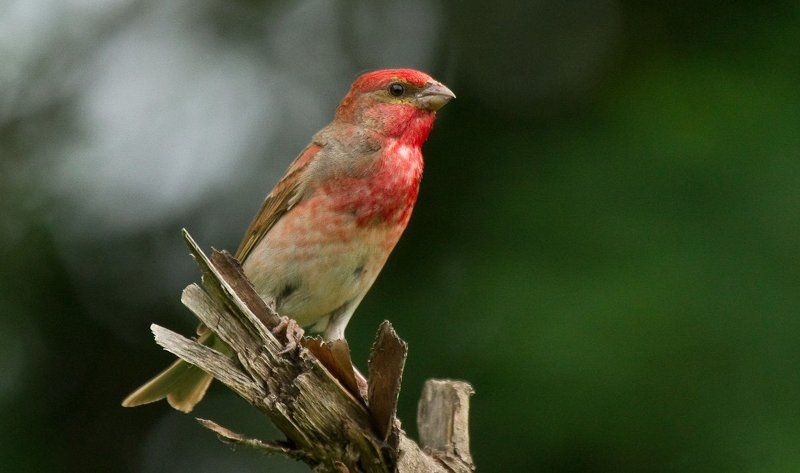 Birds, Carpodacus, DrAstronomus, Wildlife, Птицы, Фотоохота, Чечевица чечевица фото превью