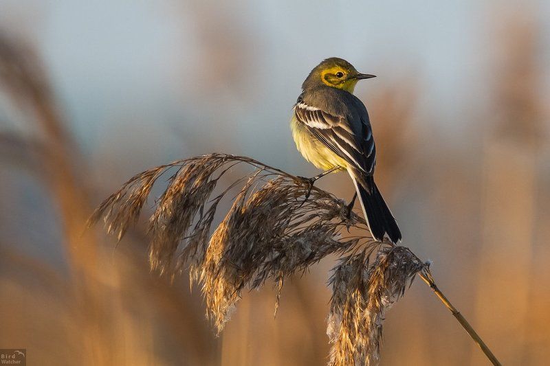 birds, Motacilla citreola Motacilla citreola. Femalephoto preview