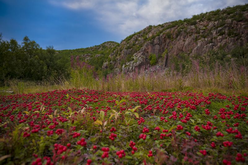 Шведский дёренphoto preview