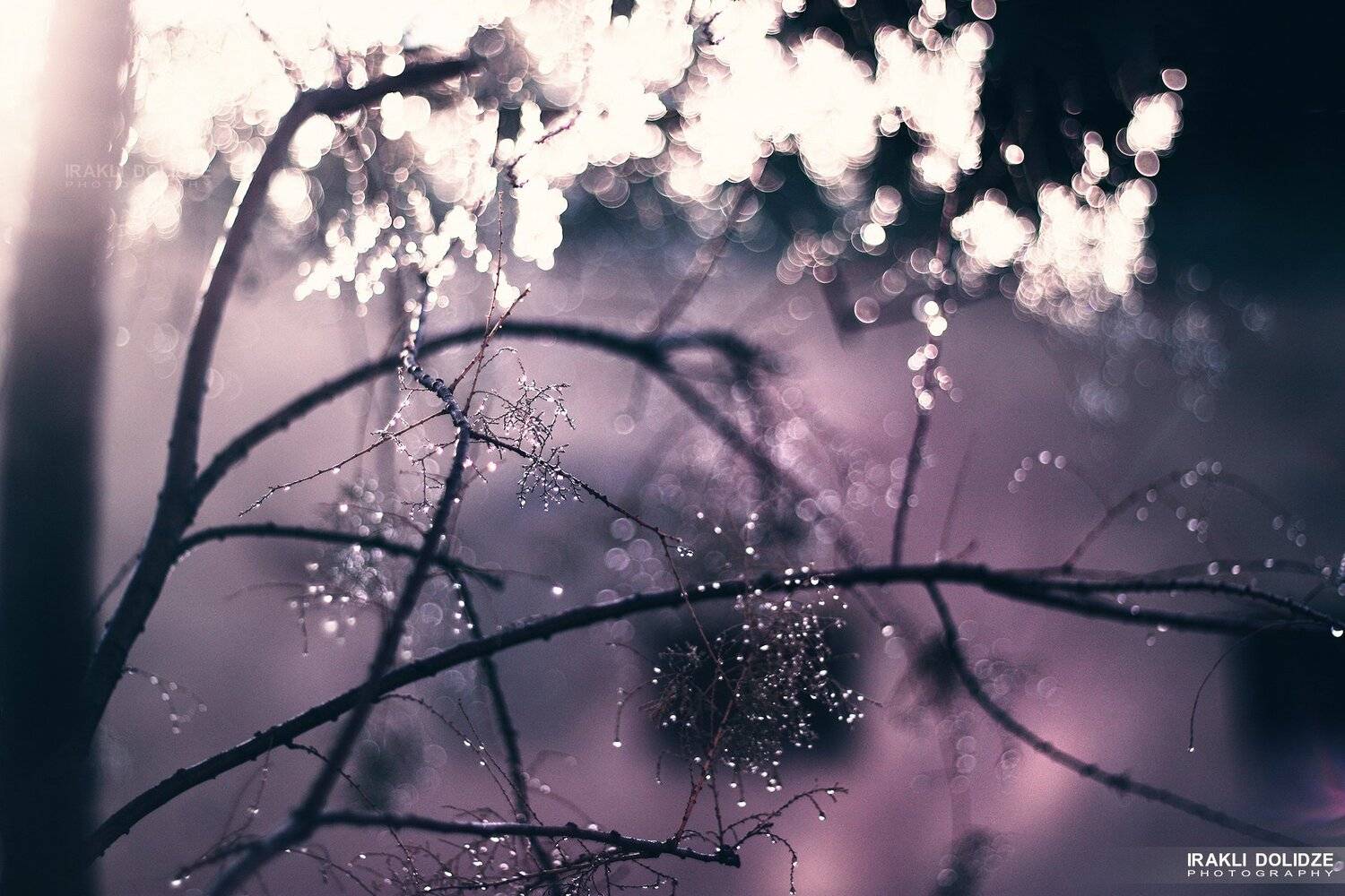 Morning.. Автор: ირაკლი დოლიძე morning, , nature, , bokeh, , lights, , waterdrops, ირაკლი დოლიძე