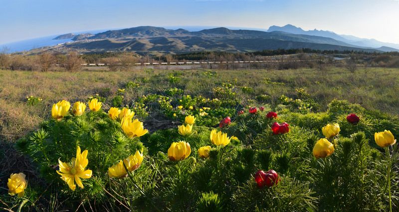 тепе-оба, феодосия, карадаг, пионы, весна, горы Весны открытые глазаphoto preview