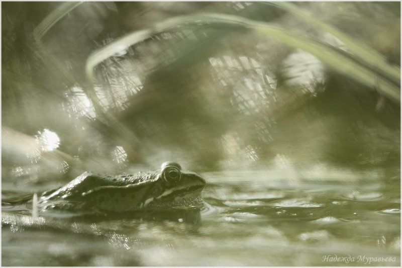 Болото, Лягушка, Седое, Туманное, Утро Принцы перевелисьphoto preview