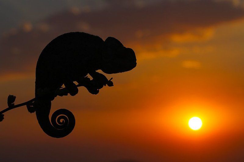 sun,nature,animal,sunset,chameleon,wildlife,summer,canon SUNSET 2photo preview