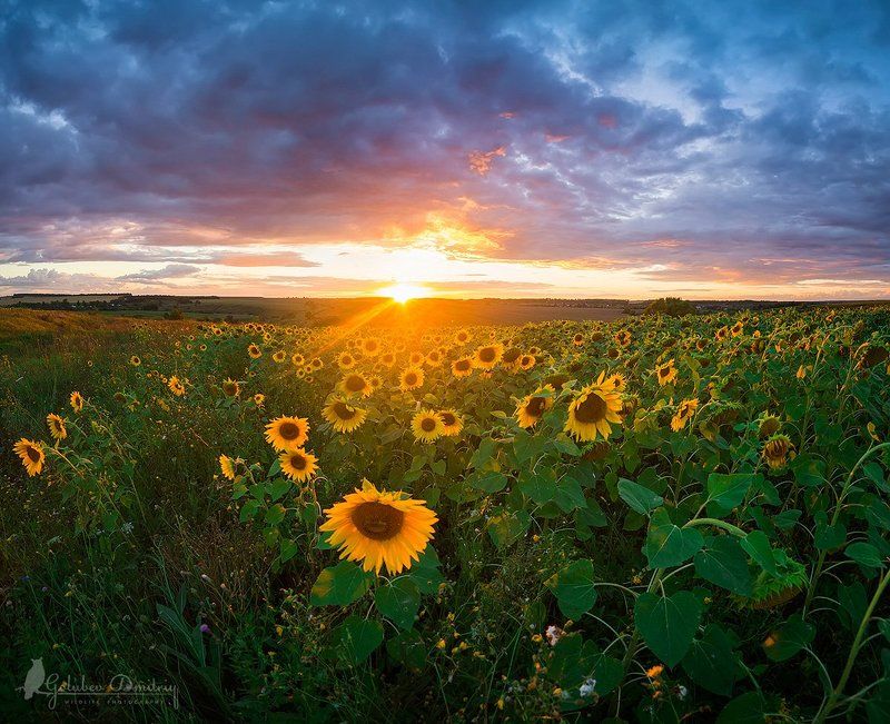 подсолнух, цветы, поле, закат, солнце, пейзаж, небо, sun, sunflower, flowers, field, sky, clouds, sunset Последний луч фото превью