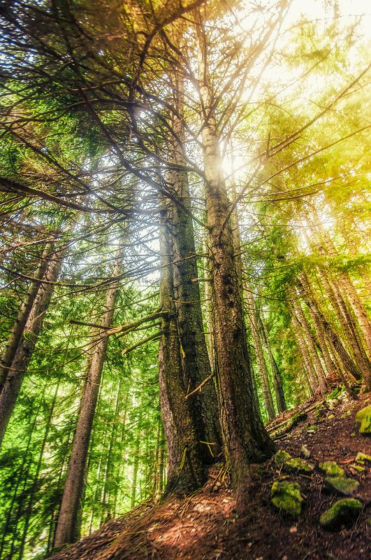 теберда, бадук, кавказ, горный лес Лесная сказкаphoto preview