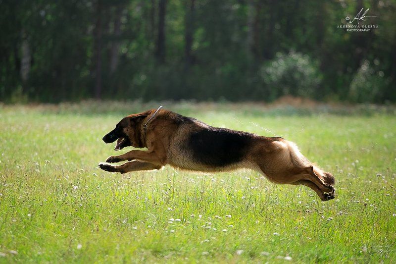 Выставка в Златоусте photo preview