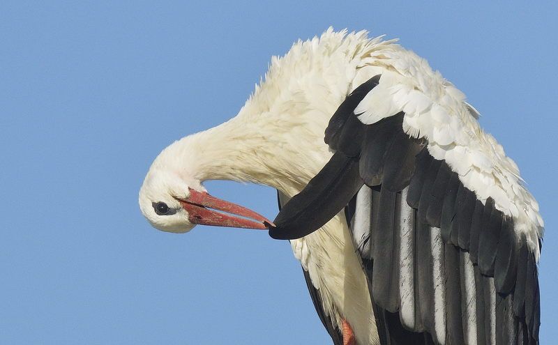 Маникюрша фото превью