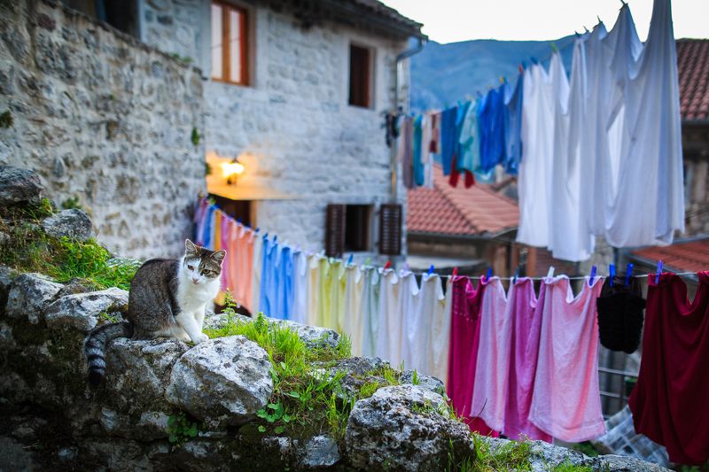 Про котаphoto preview