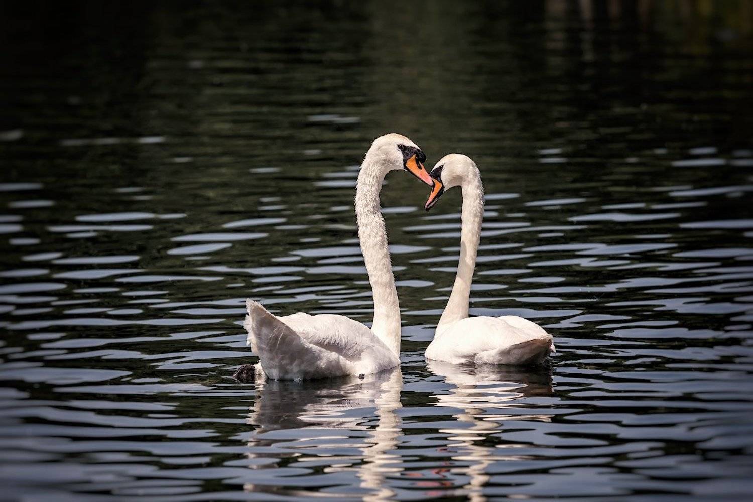 Автор: Проценко Виктор , Проценко Виктор