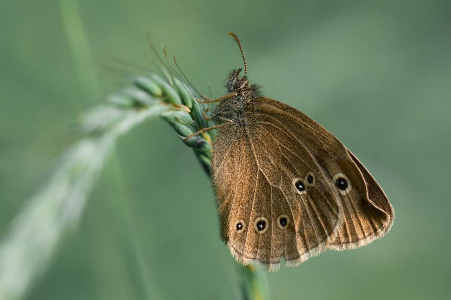 ***. Автор: Олег Тыркин Бабочка, Олег Тыркин