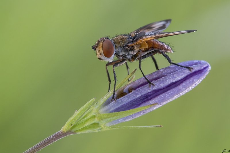 Flowers, Insect, Macro, Makro, Nature, Wildlife Ectophasia crassipennisphoto preview