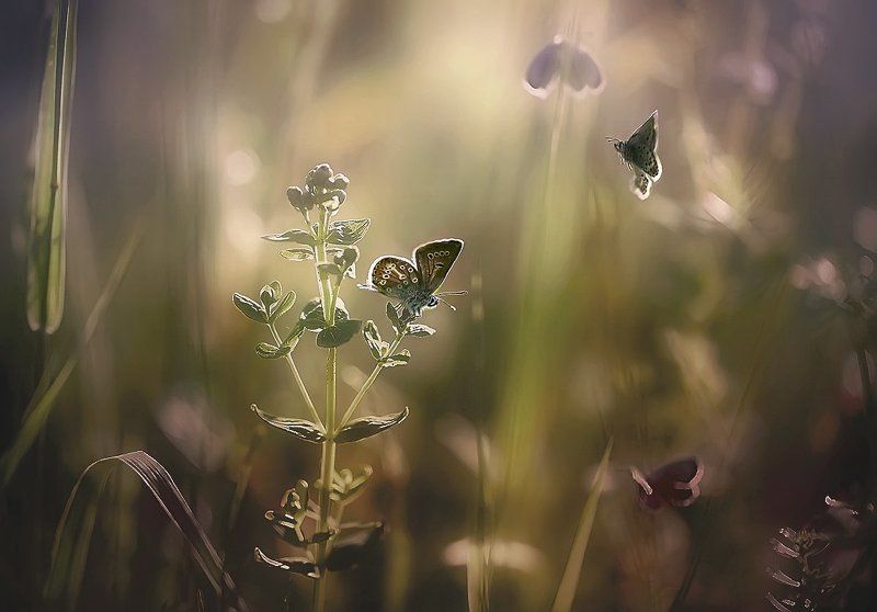 ..лето..photo preview