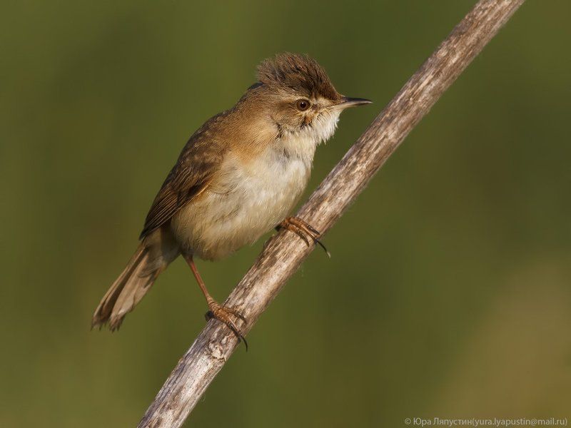 индийская камышевка.photo preview