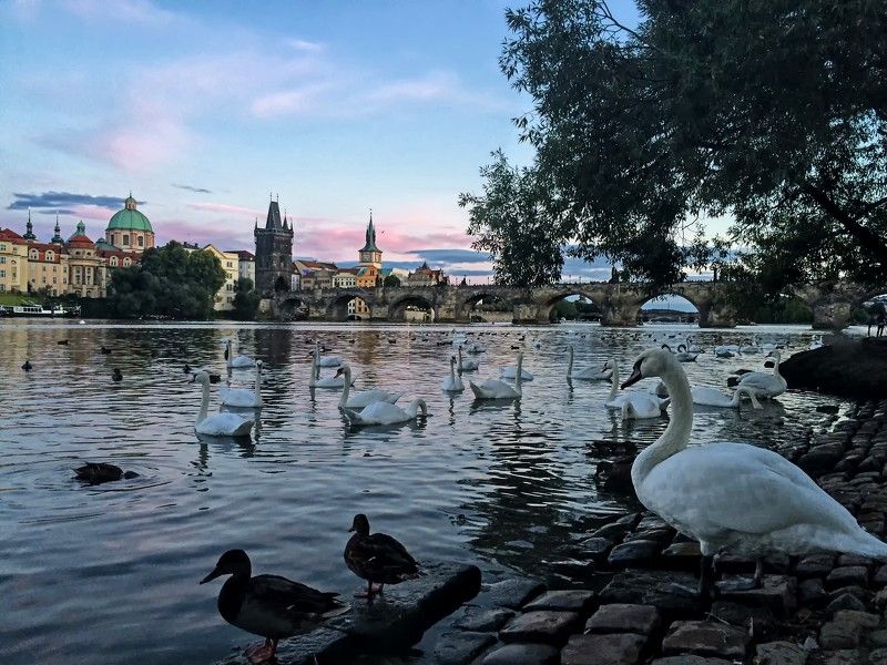 город, река, прага Лебеди на реке Влатва в Прагеphoto preview