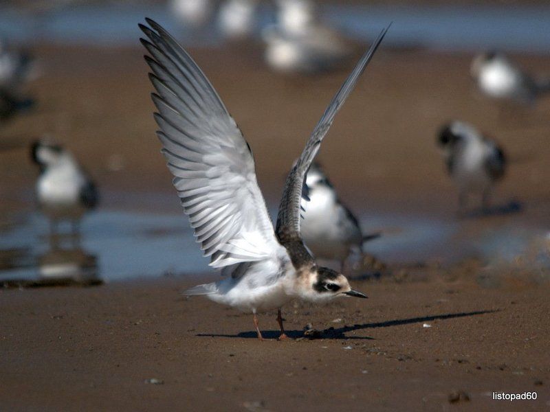 крачкиphoto preview