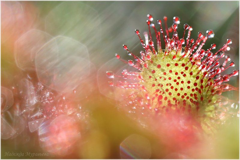 Drosera rotundifolia, Круглолистная, Росичка, Росянка, Царёвы очи Ловец солнцаphoto preview