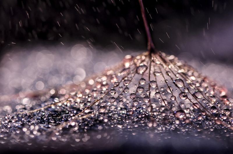 water, macro, light, drops, drop, dandelion, droplet, dandelion seed,droplets, капелька, вода, макро, свет, капли, одуванчик, капельки \'\'\\photo preview