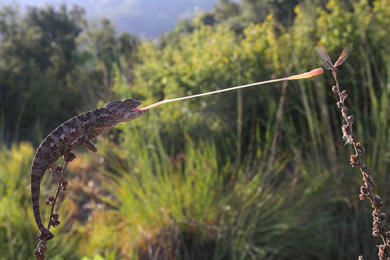 nature,animal,canon,wildlife,chameleon,hunter,summer,lights laser effectphoto preview