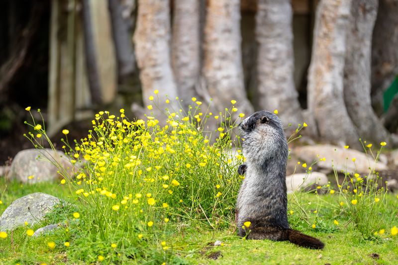 canada, alberta, jasper, marmot, facepalm Достали!photo preview