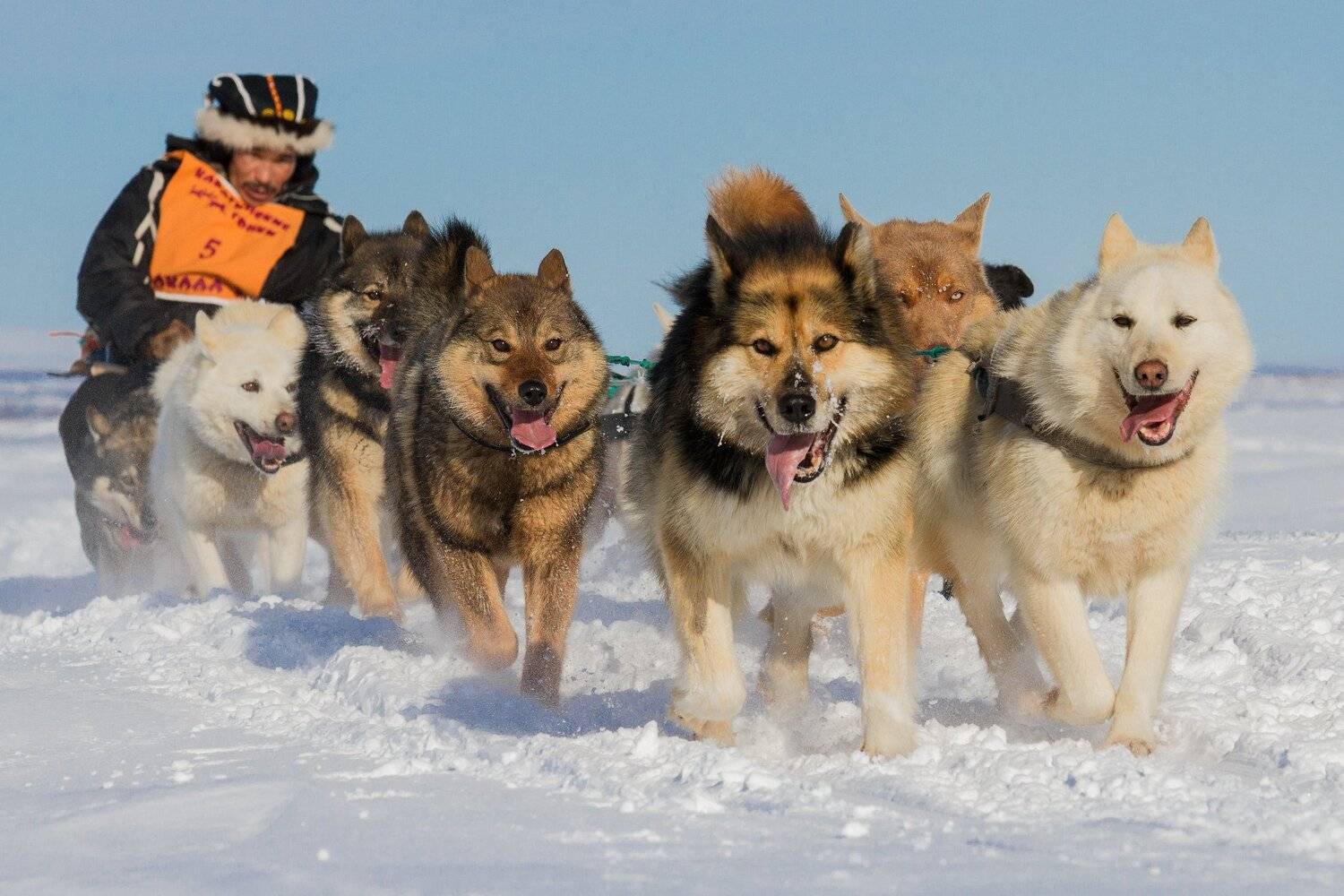 коряки, север, камчатка, гонка, собачьи упряжки, собаки,нарты, каюр, Слащилина Нина