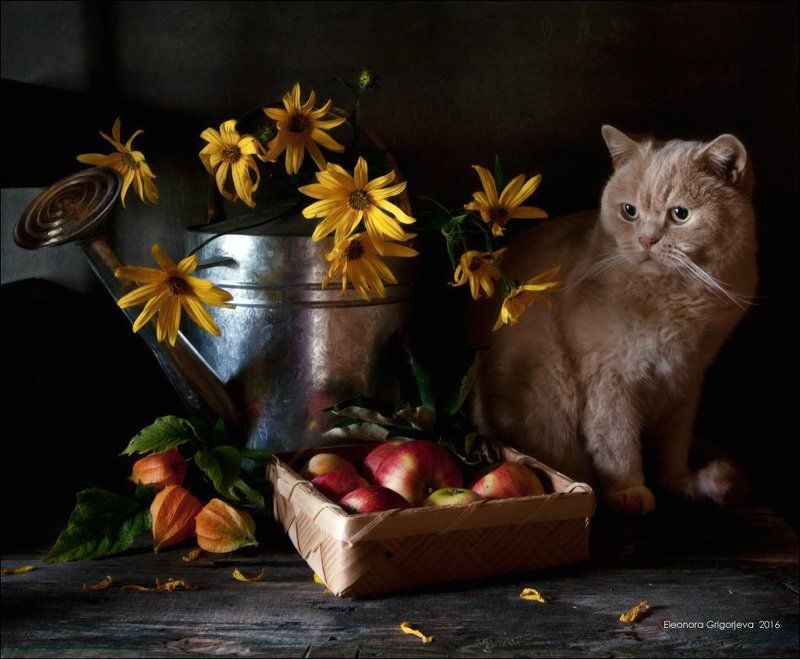 дача, жёлтый, кот, лейка, натюркотики, физалис, яблоки Вы говорите - скоро осень?photo preview