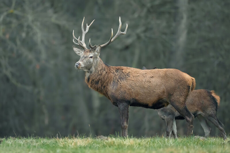 Red Deer Stag in the Forest