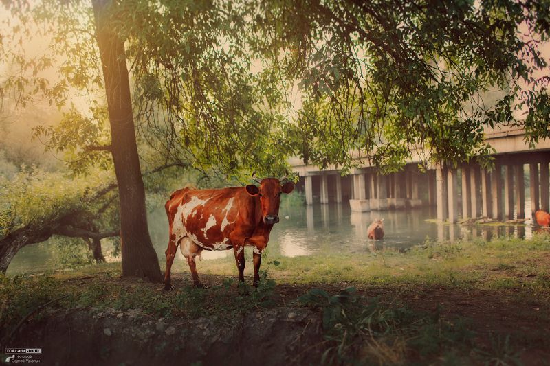 На водопоеphoto preview