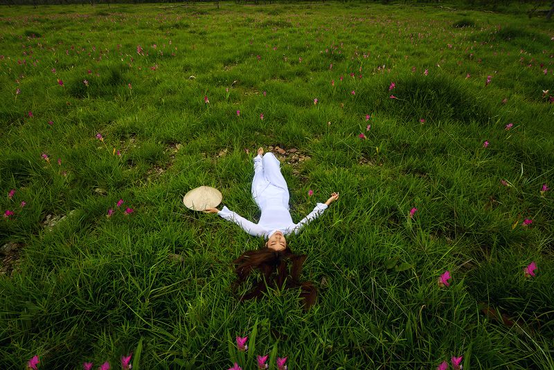 Asia, Asian, Culture, Lotus, Siam Tulip, Thai, Thailand Siam Tulipphoto preview